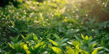 物业浇绿化水究竟是什么水质？